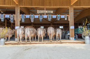 Ueli Werder Wendy 77